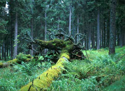 Foresta di abeti © Nationalparkverwaltung Bayerischer Wald