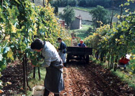 Il vino e la birra Monaci in vigna