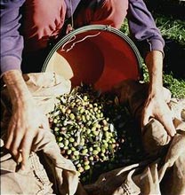 Settant’anni filati “lisci” come l’olio 8 La raccolta (Foto: Regione Toscana)