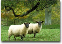 Pecore nei Cotswolds (Foto: britainonview)