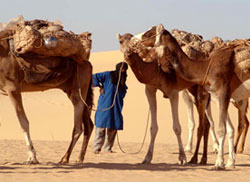 Tuareg e dromedari insieme nella marcia verso l'oasi di Bilma
