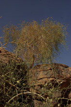 Libia. Il cielo stellato sopra di noi... 4 Libia
