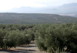 Andalucia, Olivares