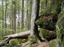 Immagini della foresta che sorprendono © Nationalparkverwaltung Bayerischer Wald