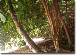 Principe Le mangrovie a Praja Piscina