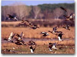 L'oasi di Bolgheri (Foto:APT Costa degli Etruschi)