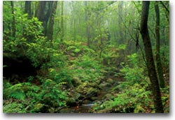 La Gomera Parco Nacional de Garajonay