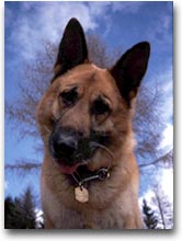 Salvezza a “quattro zampe”