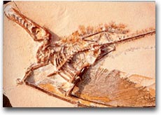 Fossile di un uccello