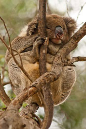 Koala a Parndana