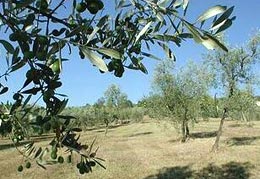 Pace tra gli ulivi (Foto: Regione Toscana)