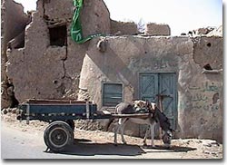 alessandro magno Il taxi a Siwa un carretto trainato da un asino