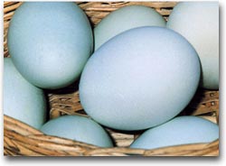 Terra Madre Le uova azzure cilene