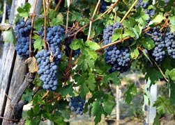Uva per la vendemmia