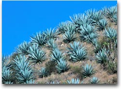 Campo di agave (Foto:MTB)