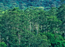 La foresta pluviale (Foto:Gary Cook/Alamy)