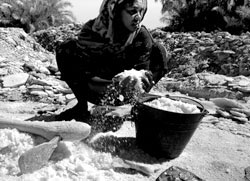 Una donna Kanouri dedita alla raccolta del sale