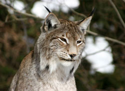 Lince © Nationalparkverwaltung Bayerischer Wald