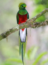 Lo splendido quetzal