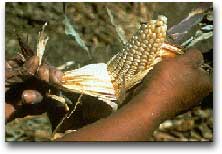 Future Harvest Piantagioni di mais nei progetti del Cimmyt in Messico.