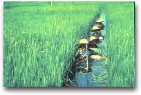 Future Harvest Coltivazioni di riso in Asia, a cura dell’Irri.