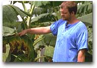 Future Harvest Uno studioso dell’Ita in Nigeria esamina una pianta malata di banane