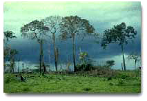 Future Harvest Il Ciat contro la deforestazione nel bacino amazzonico