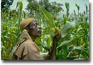 Agricoltura Coltivatore di sorgo a Burkina Faso in Africa