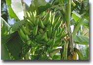 Agricoltura Pianta ibrida di banano in Nigeria