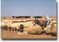 Agricoltura Pecore al pascolo in Siria