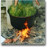 La bollitura della ginestra