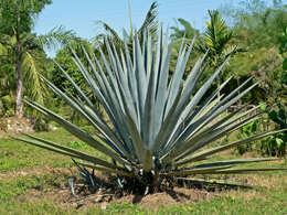 Agave tequilana o agave blu da cui si ricava la tequila messicana