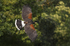 Una maestosa aquila in volo