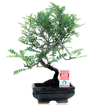 Un Bonsai per ANLAIDS