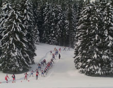 Un suggestivo passaggio nel bosco. Foto: COMetaPress