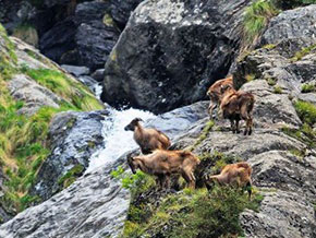 parco Great Himalayan National Park