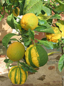 Primavera nella Limonaia del Giardino di Boboli