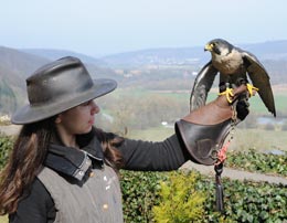 Spettacolo di falconeria a Burg Guttenberg (Foto: Burg Guttenberg)
