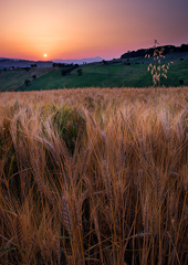 La campagna marchigiana