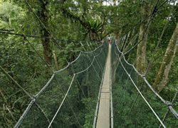 In Malesia con i consigli di una video-maker 4 Video Sospesi su una passerella nel bel mezzo della giungla (Courtesy of©Turismomalesia.it)