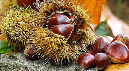 Marron glacé, golosità di stagione