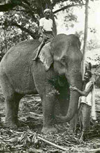Elefanti di Ceylon