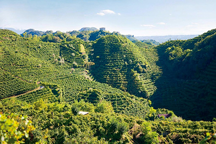 Le colline del Conegliano Valdobbiadene