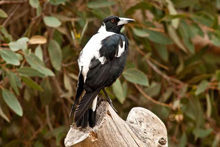 Corvo bianco nero
