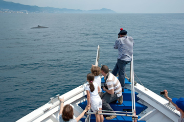 Avvistamento dei cetacei davanti a Genova. Credit: Merlofotografia