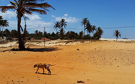 Palme e deserto