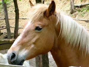 La timida arte di Cassine 1 La timida arte di Cassine