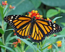 Danaus Chrysippus, specie tipica del continente africano