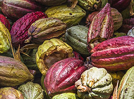 l Cluster del Cacao e del Cioccolato