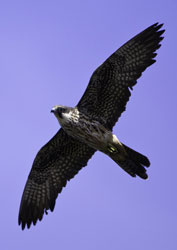 Falco della regina (Foto: D. Lingard)